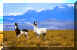 14 lama.jpg (43422 byte)
